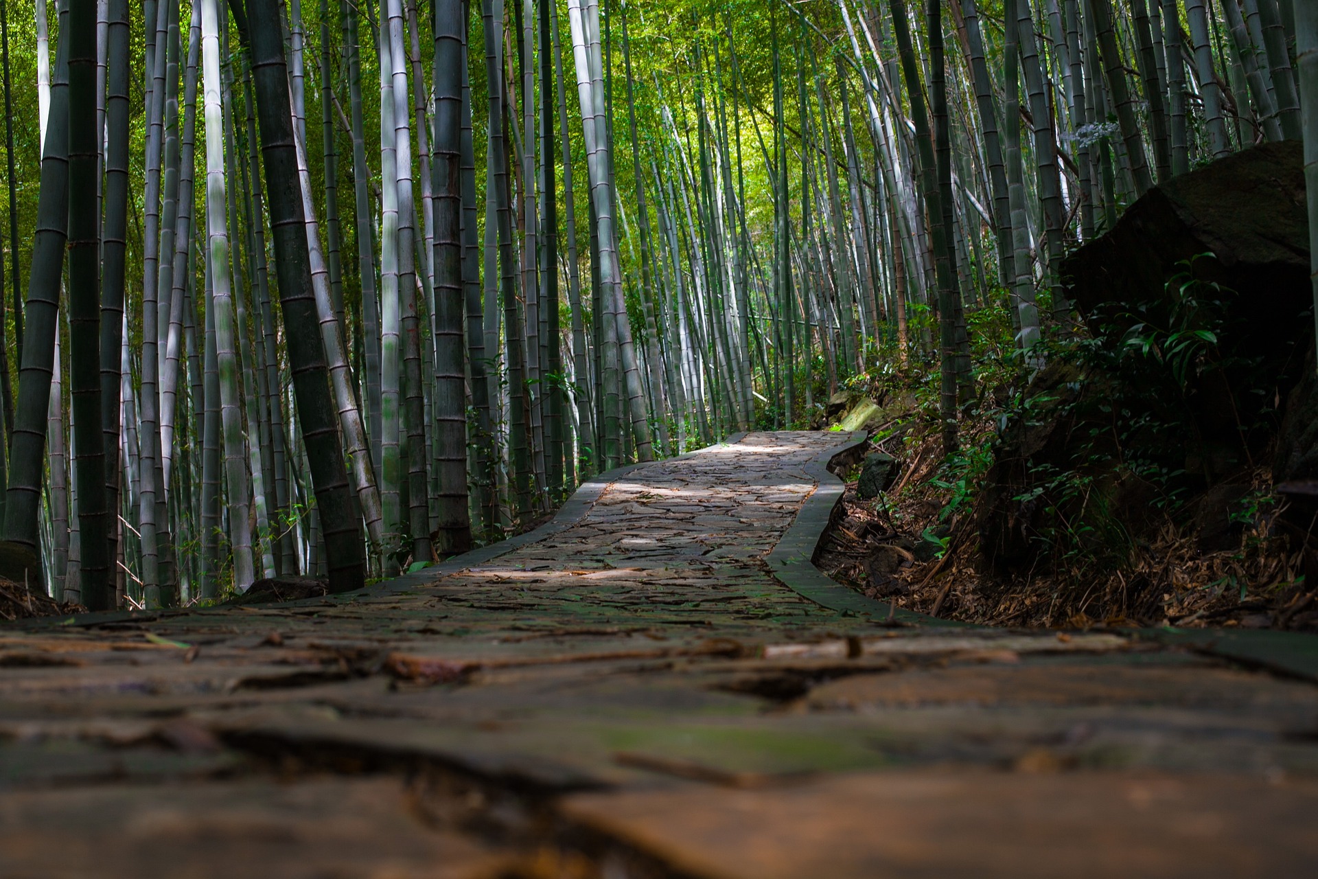 Kompas Novo mesto d.o.o., KNMtravel, Zaključene skupine, Po svetu, Japonska